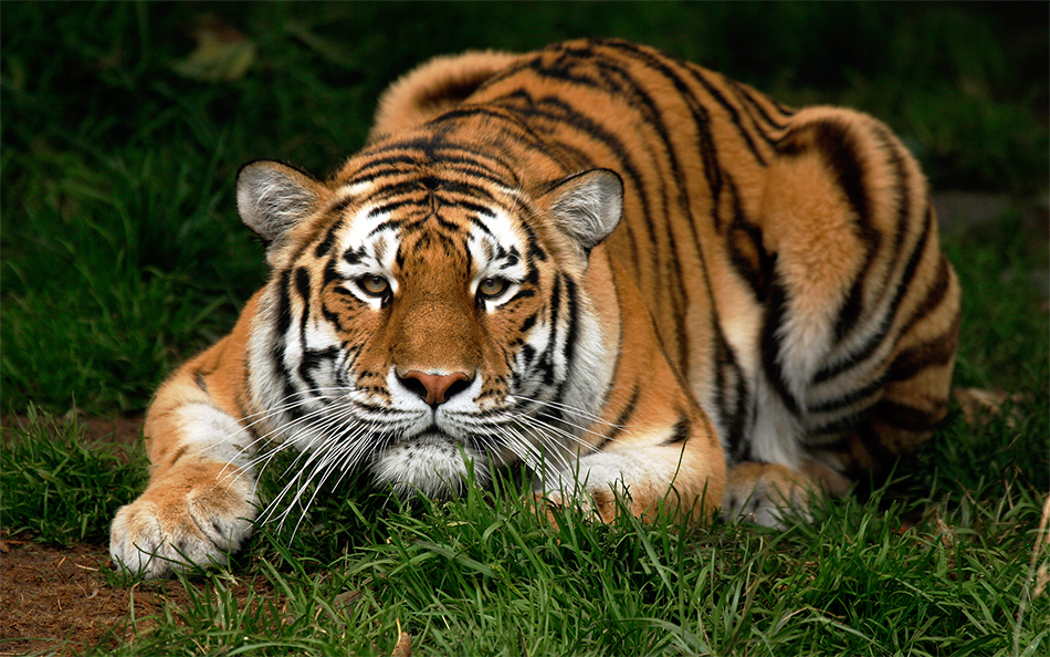 cat, predator, ss, ss tatiana, ss-tatiana.jpg, tatiana, tiger, tigress