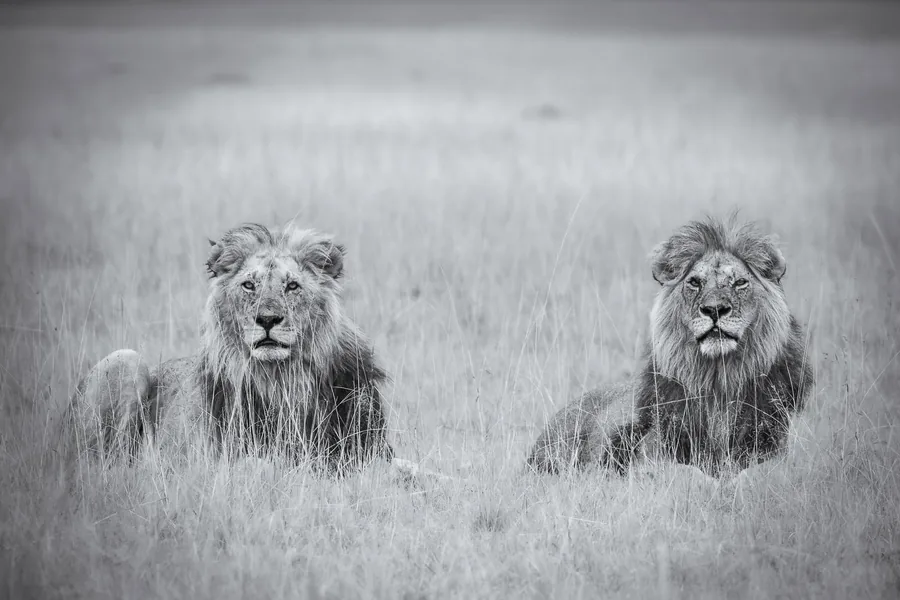 Wildlife