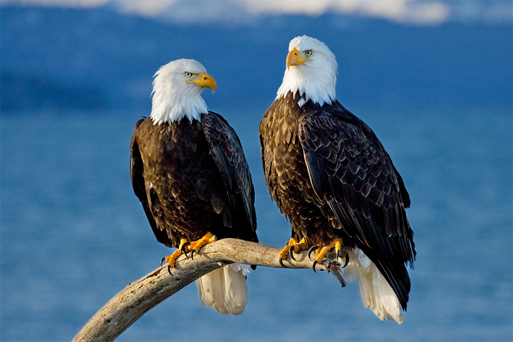 Photo Journal Bald Eagles on Alaska's Kenai Peninsula